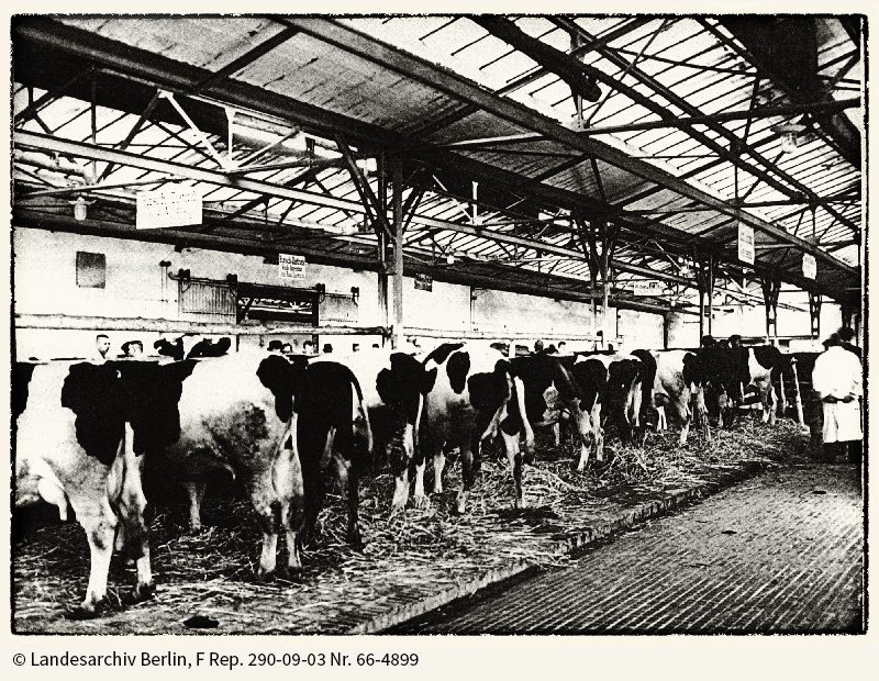 Landesarchiv_06_WEBSEITE_800px Rinderstand in einer Viehhalle, 1934
